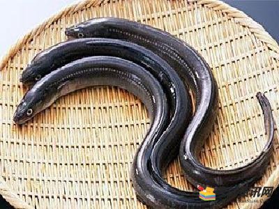 最新鰻魚價格,最新鰻魚價格，市場走勢下的多方觀點分析