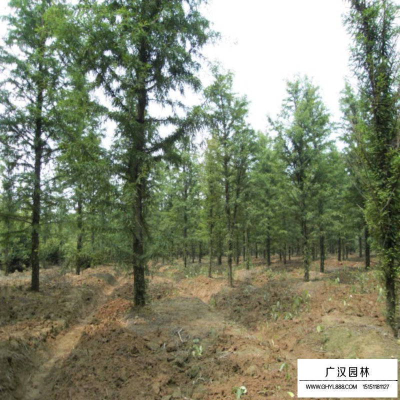 水杉的成長之旅，樹苗的價格與勵志之旅的交織。