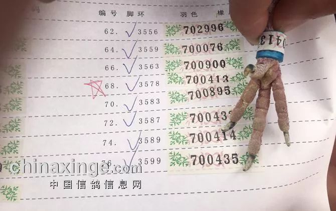 天津南翔信鴿比賽成績揭秘，賽場精英展現(xiàn)風(fēng)采！