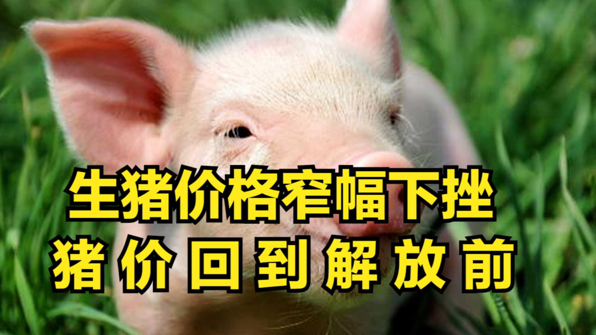 豬的最新價(jià)格行情,豬的最新價(jià)格行情??