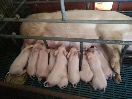 全國生豬疫情最新通報(bào),全國生豬疫情最新通報(bào)，觀點(diǎn)闡述與分析