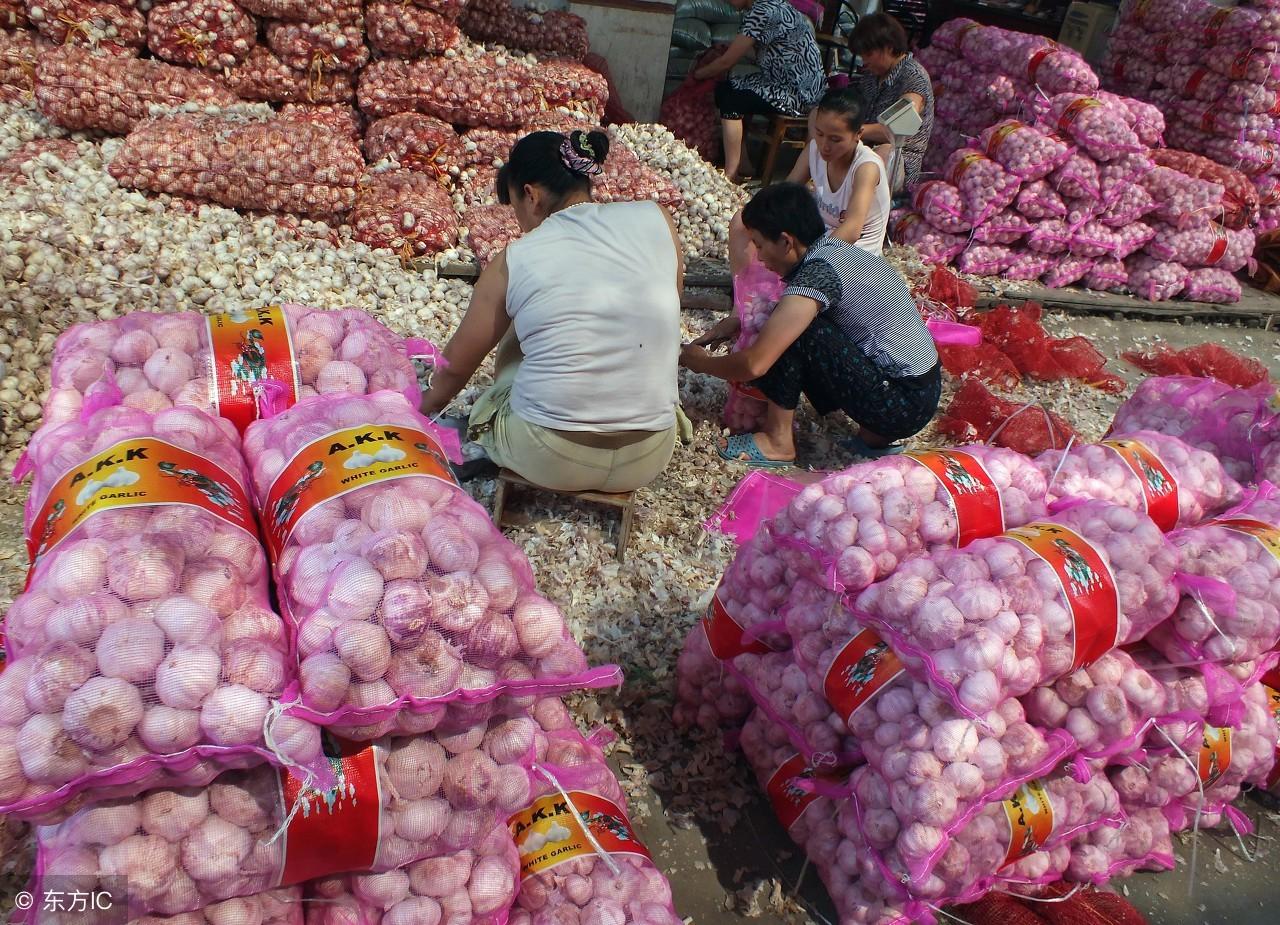 大蒜價格最新行情獲取與分析指南，步驟解析與行情概覽