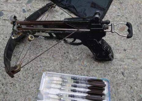 時代背景下的寵物管理利器，最新款麻醉打狗槍圖片曝光