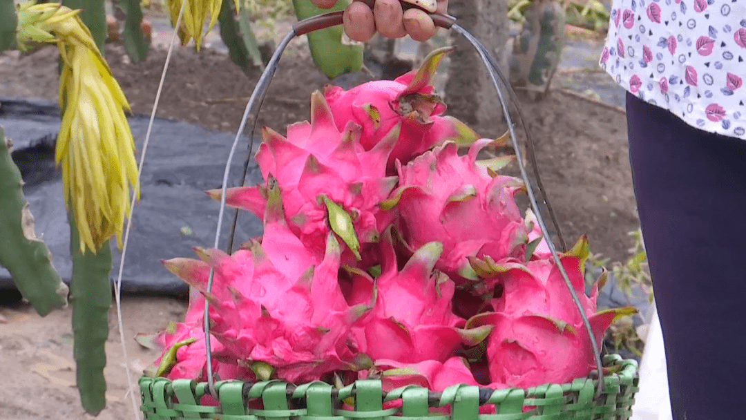 臺灣最新品種火龍果，自然美景的探索之旅